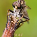 Robberfly