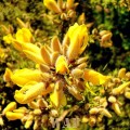 Amarelo esperança