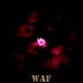 Flor