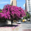 Arvore florida em Curitiba!