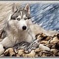 BOBY EL SIBERIANO