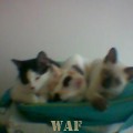 As minhas amigas... Gatinhas