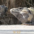 IGuanAs