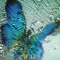 Mariposa Azul