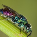 Chrysidid wasp (Hedychrum rutilans)