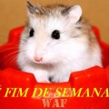 É Fim de Semana...