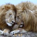 Wild lovers...