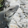 El sorriso do Lagarto - Yucatan