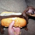 Hot Dog, Alguém é Servido?...