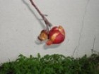 MargaridaRibeiro's picture