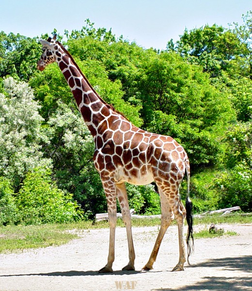 a Giraffe (photographed 05/30/09)