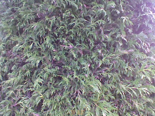 FLORA 2