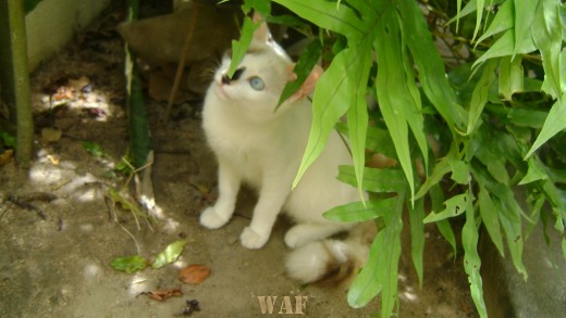 Minha gata  FUMAÇA. Por JOTAJOELMA