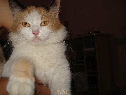 Minha gata  MARÍSIA.