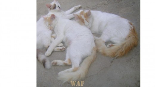 Siesta