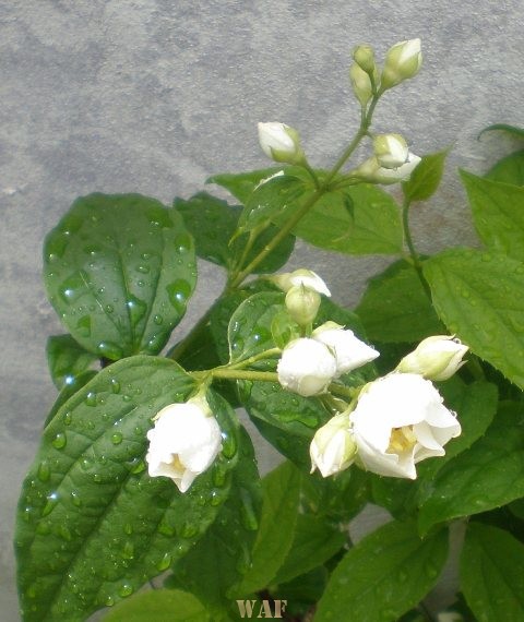 Flores Brancas