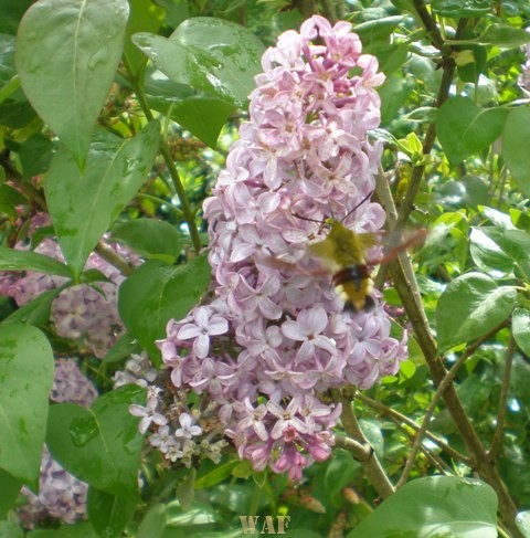 Uma Abelha na Flor de Lilás