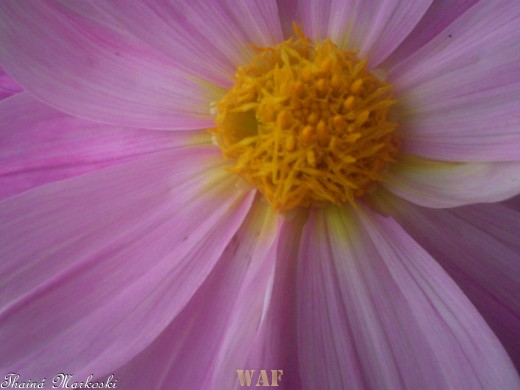 A beleza das flores