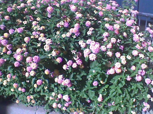 MANTO DE FLORES