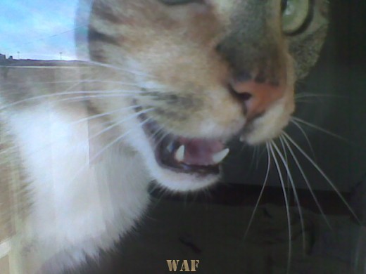 LINGUAGEM FELINA