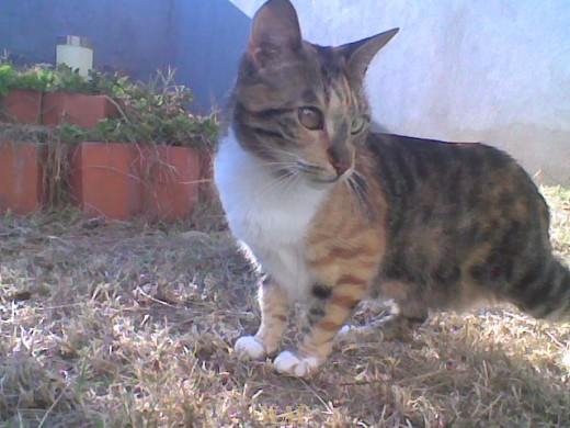 VAIDOSA II