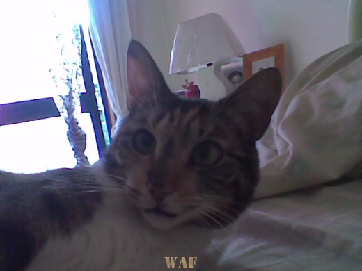 GATITA II