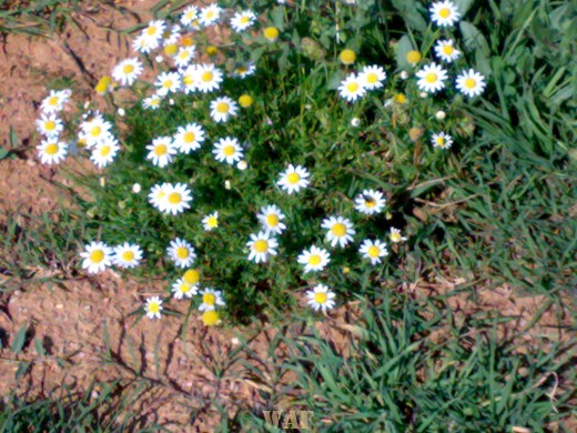 Maranhão - em solo árido nasce a flor!
