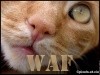 olho de gato