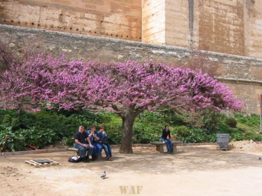 primavera