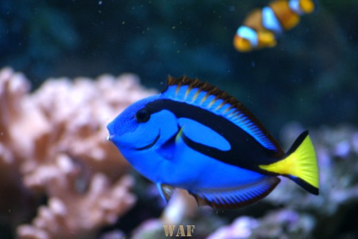 Dori...