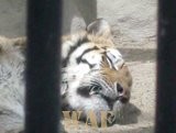 Tigre - tirando uma soneca!