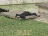 MACACO PREGUIÇOSO