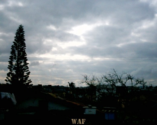 Pinheiros, céu e a cidade