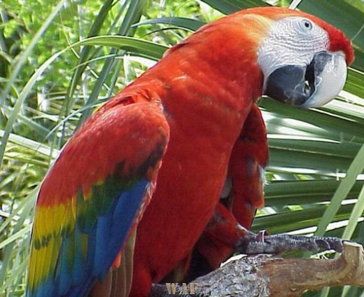 ARARA