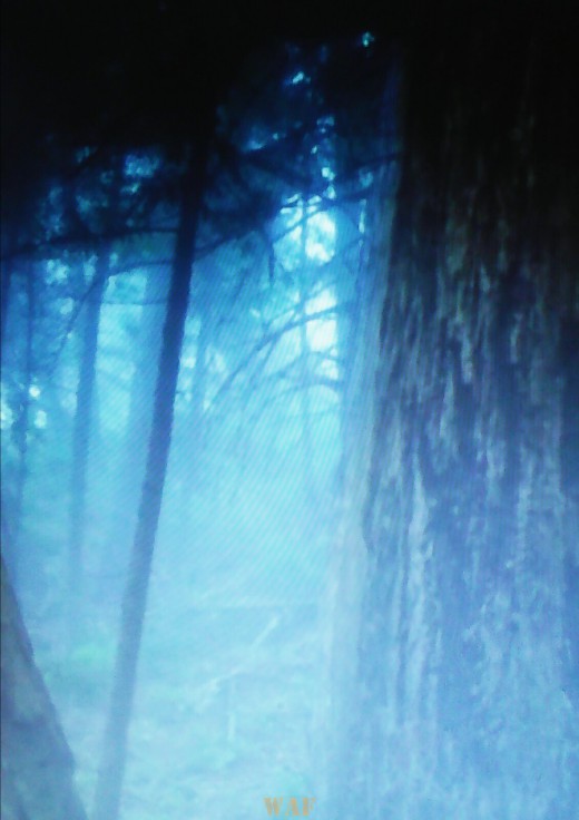 Bosque azulado