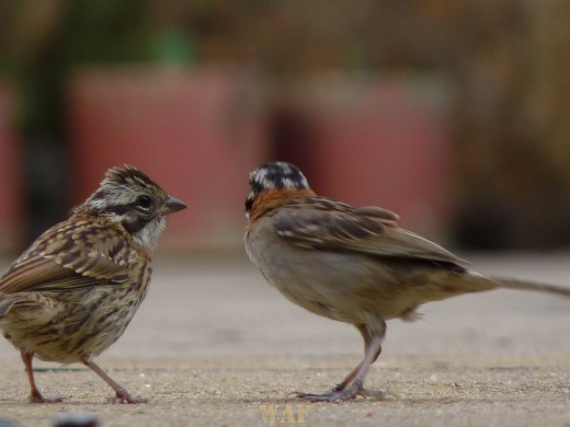 Casal de pássaros no Santuário do Caraça