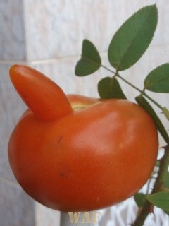 INUSITADO TOMATE