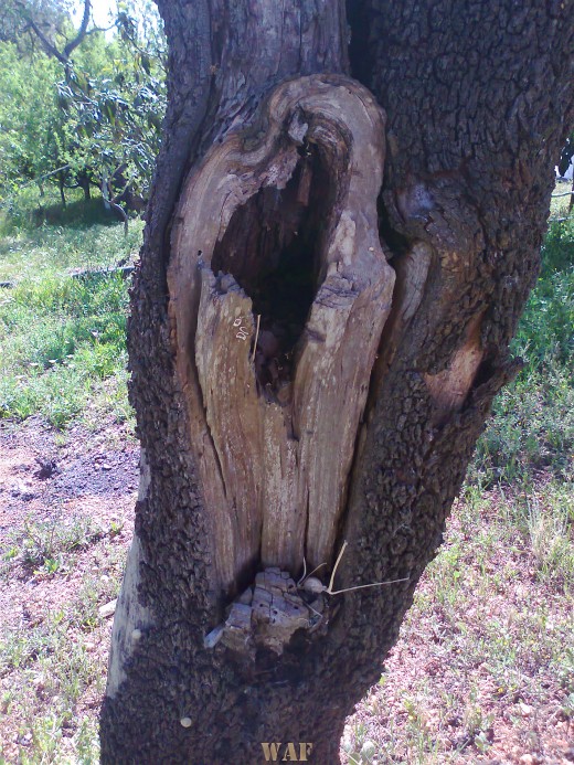 formas que a natureza esculpe..