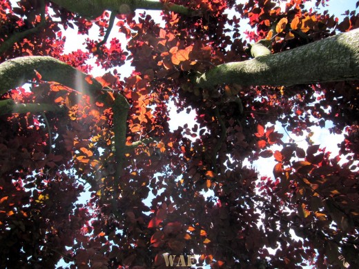 No teu quase poema...