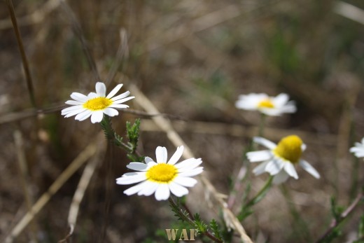 white daisys