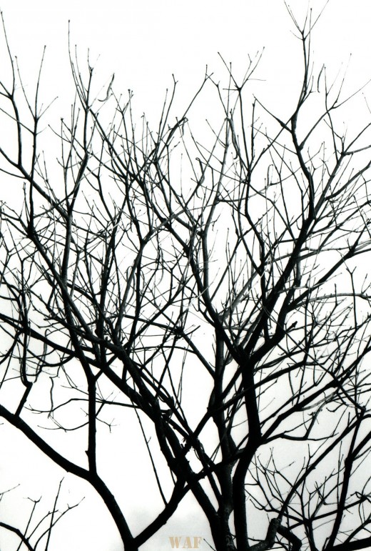 Libertas série II - IV