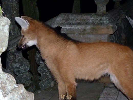 Lobo guará no Santuário do Caraça