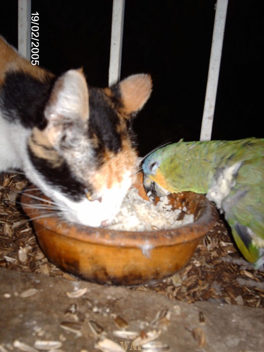 Un Loro y un Gato