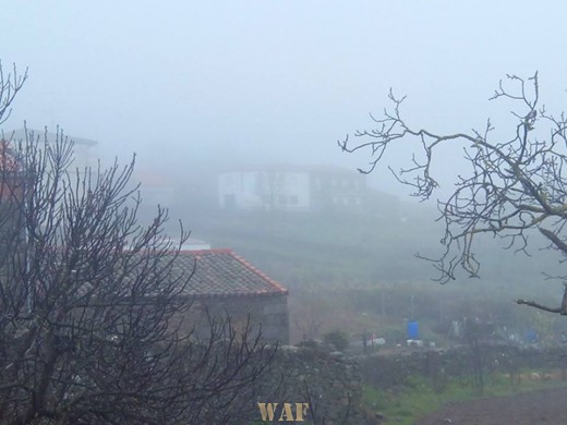 Niebla