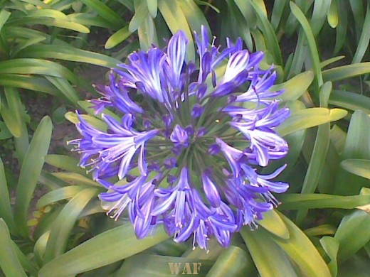 SOL AZUL...