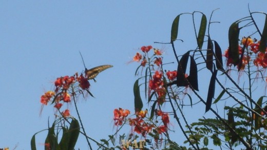 borboleta 