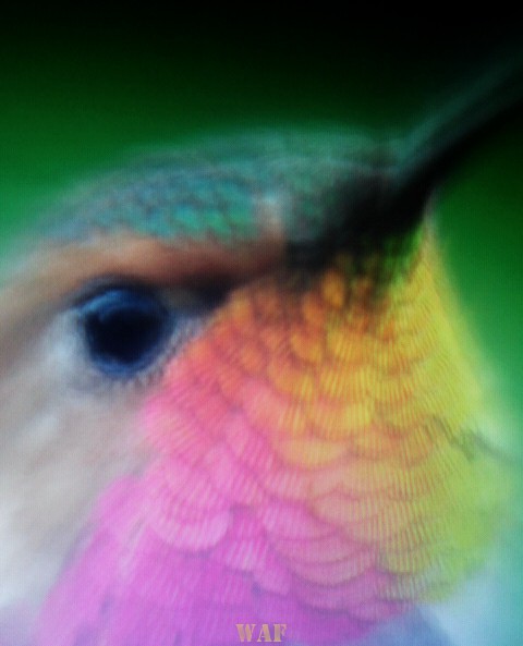 Vibrar del colibrí izquierdo