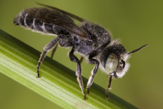 Male Megachilid bee (genus Hoplitis sp.)