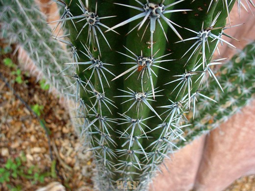 Cactus at Three Domes (Wisconsin)