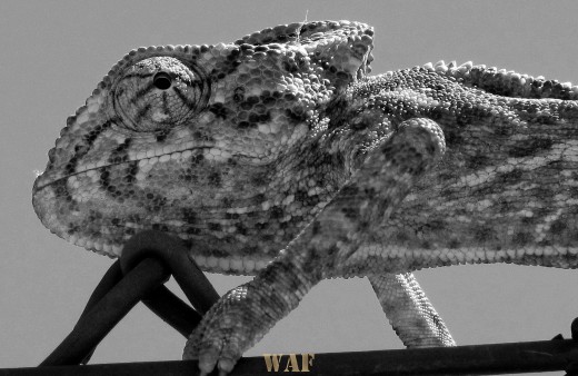 cAMaLeAo a P&B » (cabeça) «